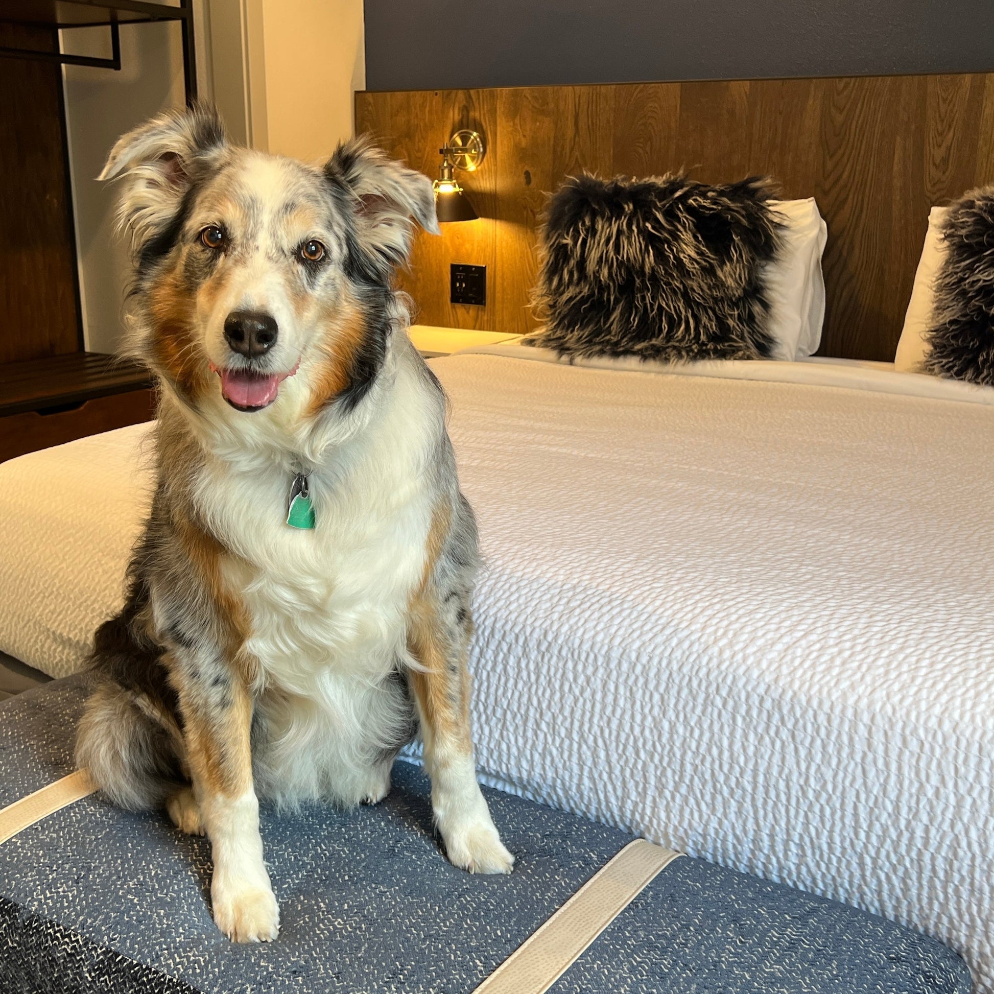 pet friendly resort